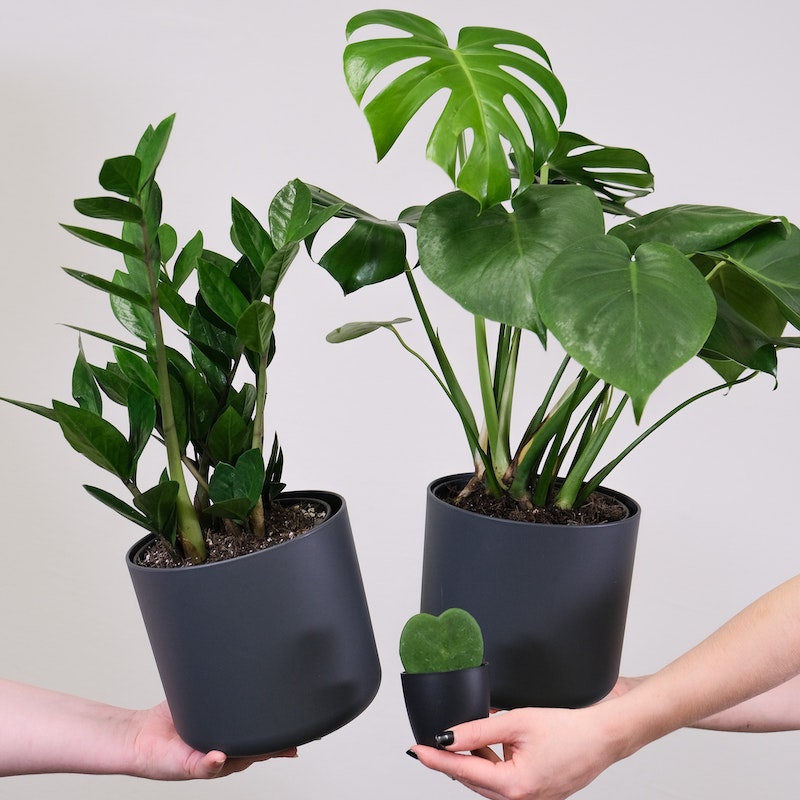 zz plant, hoya, and monstera plant